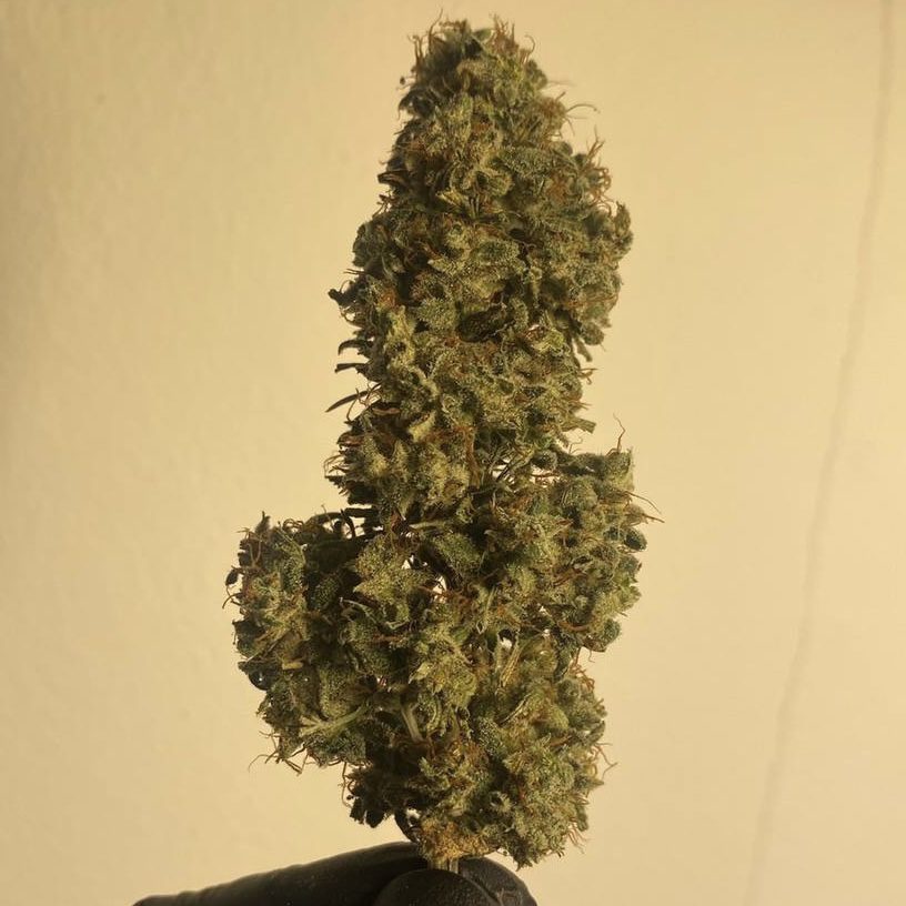Runtz Hybrid